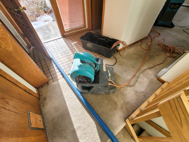 Best Professional water damage repair  in Hamlet, IN